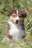 BERGER AUSTRALIEN PUPPIES 118